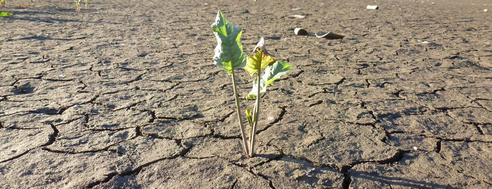 dry sediment dry sediment